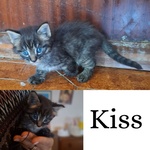 🐱 Altra Razza maschio di 2 mesi in adozione a Latina (LT) e in tutta Italia da associazione animali