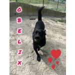Obelix 4anni un Concentrato di Allegria - tg Piccola - Foto n. 2