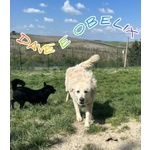 Obelix 4anni un Concentrato di Allegria - tg Piccola - Foto n. 4