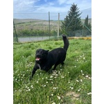 Obelix 4anni un Concentrato di Allegria - tg Piccola - Foto n. 5