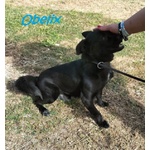 Obelix 4anni un Concentrato di Allegria - tg Piccola - Foto n. 6