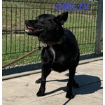 Obelix 4anni un Concentrato di Allegria - tg Piccola - Foto n. 8