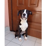 🐶 Altra Razza maschio in adozione a Milano (MI) e in tutta Italia da privato
