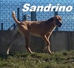 🐶 Altra Razza maschio in adozione a Milano (MI) e in tutta Italia da privato