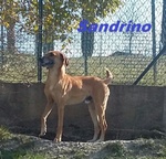 Sandrino un Dolce Simpaticone - Foto n. 2