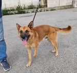 🐶 Pastore Belga maschio in adozione a Milano (MI) e in tutta Italia da privato