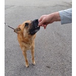 Angelo Affettuoso Past. Malinois 4anni - Foto n. 2