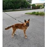 Angelo Affettuoso Past. Malinois 4anni - Foto n. 3