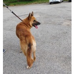 Angelo Affettuoso Past. Malinois 4anni - Foto n. 4