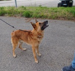 Angelo Affettuoso Past. Malinois 4anni - Foto n. 5