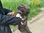 🐶 Pitbull femmina in adozione a Milano (MI) e in tutta Italia da privato