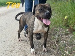 Tea 4anni un Amore di Pitbullina - Foto n. 2