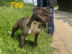 Tea 4anni un Amore di Pitbullina - Foto n. 4