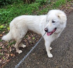 🐶 Pastore Maremmano maschio in adozione a Milano (MI) e in tutta Italia da privato