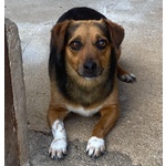 🐶 Altra Razza femmina di 4 anni e 6 mesi in adozione a Latina (LT) e in tutta Italia da associazione animali