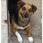Memole Dolce Cagnolina Taglia Piccola 4 anni Cerca casa - Adozione Canile di Latina - Foto n. 2