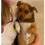 Memole Dolce Cagnolina Taglia Piccola 4 anni Cerca casa - Adozione Canile di Latina - Foto n. 3