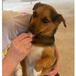 Memole Dolce Cagnolina Taglia Piccola 4 anni Cerca casa - Adozione Canile di Latina - Foto n. 4