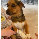 Memole Dolce Cagnolina Taglia Piccola 4 anni Cerca casa - Adozione Canile di Latina - Foto n. 5