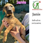 🐶 Altra Razza femmina di 3 mesi in adozione a Latina (LT) e in tutta Italia da associazione animali