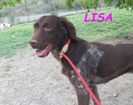 🐶 Setter femmina in adozione a Milano (MI) e in tutta Italia da privato