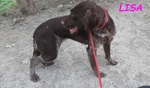 Lisa 2anni Timida Setterina - Foto n. 2