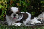 Shih tzu Cuccioli Pedigree Enci - Foto n. 2