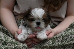 Shih tzu Cuccioli Pedigree Enci - Foto n. 3