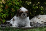 Shih tzu Cuccioli Pedigree Enci - Foto n. 4