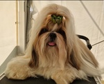 Shih tzu Cuccioli Pedigree Enci - Foto n. 5