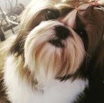 Shih tzu Cuccioli Pedigree Enci - Foto n. 6
