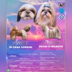 Shih tzu Cuccioli Pedigree Enci - Foto n. 7