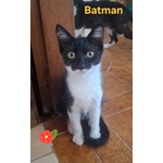 Batman Gattino 3 mesi Cerca casa - in Adozione Piccolo Supereroe - Foto n. 1