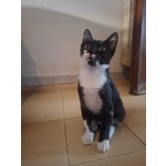 Batman Gattino 3 mesi Cerca casa - in Adozione Piccolo Supereroe - Foto n. 2