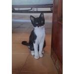 Batman Gattino 3 mesi Cerca casa - in Adozione Piccolo Supereroe - Foto n. 3