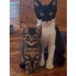🐱 Altra Razza maschio di 2 mesi in adozione a Latina (LT) e in tutta Italia da associazione animali