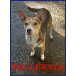 Ballerina 4anni ed 8 kg di Gioia di Vivere! - Foto n. 1