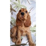 Cuccioli di Cocker Spaniel Inglese Bellissimi - Foto n. 1