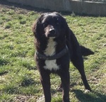 🐶 Altra Razza maschio in adozione a Firenze (FI) e in tutta Italia da privato