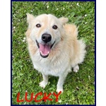 Lucky Cotone 6 anni Adora le Persone Dinamiche - Foto n. 3