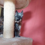 Lia e Penelope, tre mesi , Aspettano una Famiglia - Foto n. 1