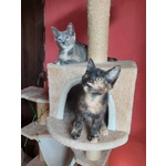 Lia e Penelope, tre mesi , Aspettano una Famiglia - Foto n. 4