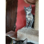 Lia e Penelope, tre mesi , Aspettano una Famiglia - Foto n. 5