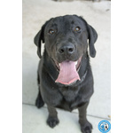 🐶 Labrador maschio di 1 anno in adozione a Chioggia (VE) e in tutta Italia da associazione animali