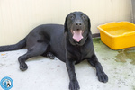 Nerone: Dolcezza in Formato Xl.. - Foto n. 2