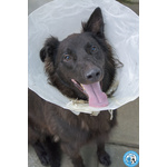🐶 Pastore Belga maschio di 1 anno e 1 mese in adozione a Chioggia (VE) e in tutta Italia da associazione animali