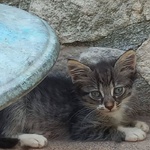 🐱 Altra Razza femmina di 2 mesi in adozione a Latina (LT) e in tutta Italia da associazione animali