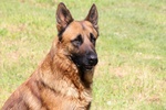 🐶 Altra Razza maschio di 2 anni in adozione a Bologna (BO) e in tutta Italia da privato