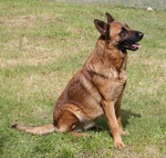 Fred in Adozione - Foto n. 3