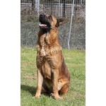 Fred in Adozione - Foto n. 4